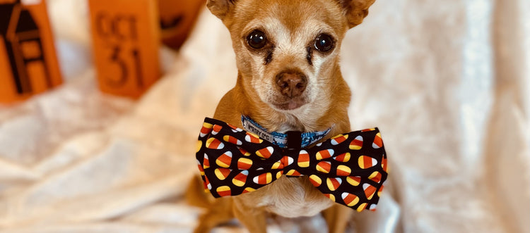 Halloween Dog Bows, leashes, collars and bandanas