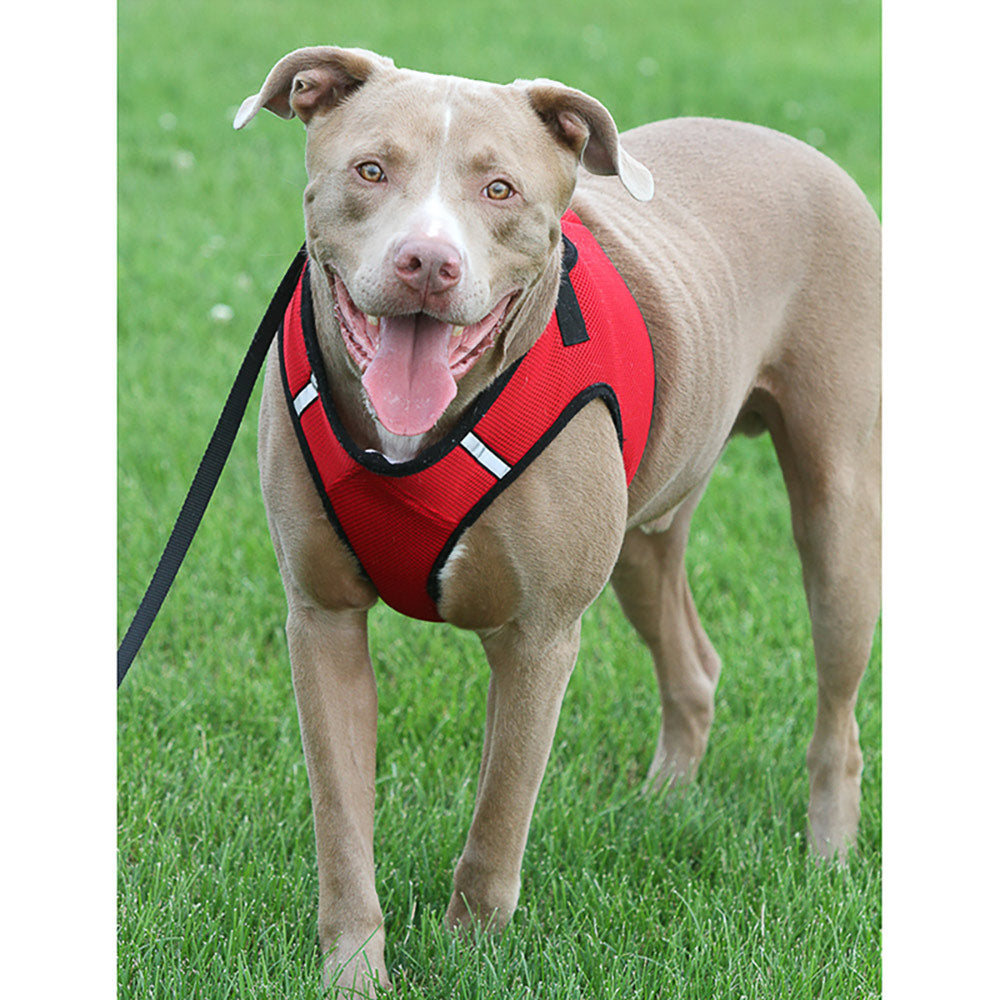 Solid Color Sidekick Dog Harness