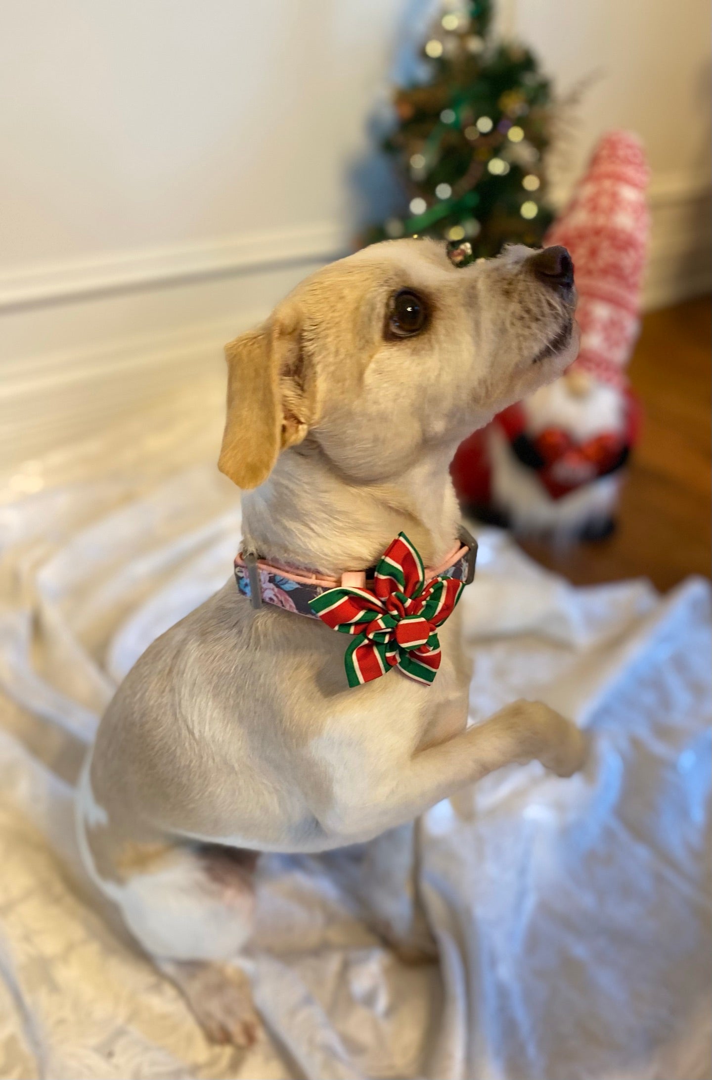 Holiday Stripe Pet Flower Bow