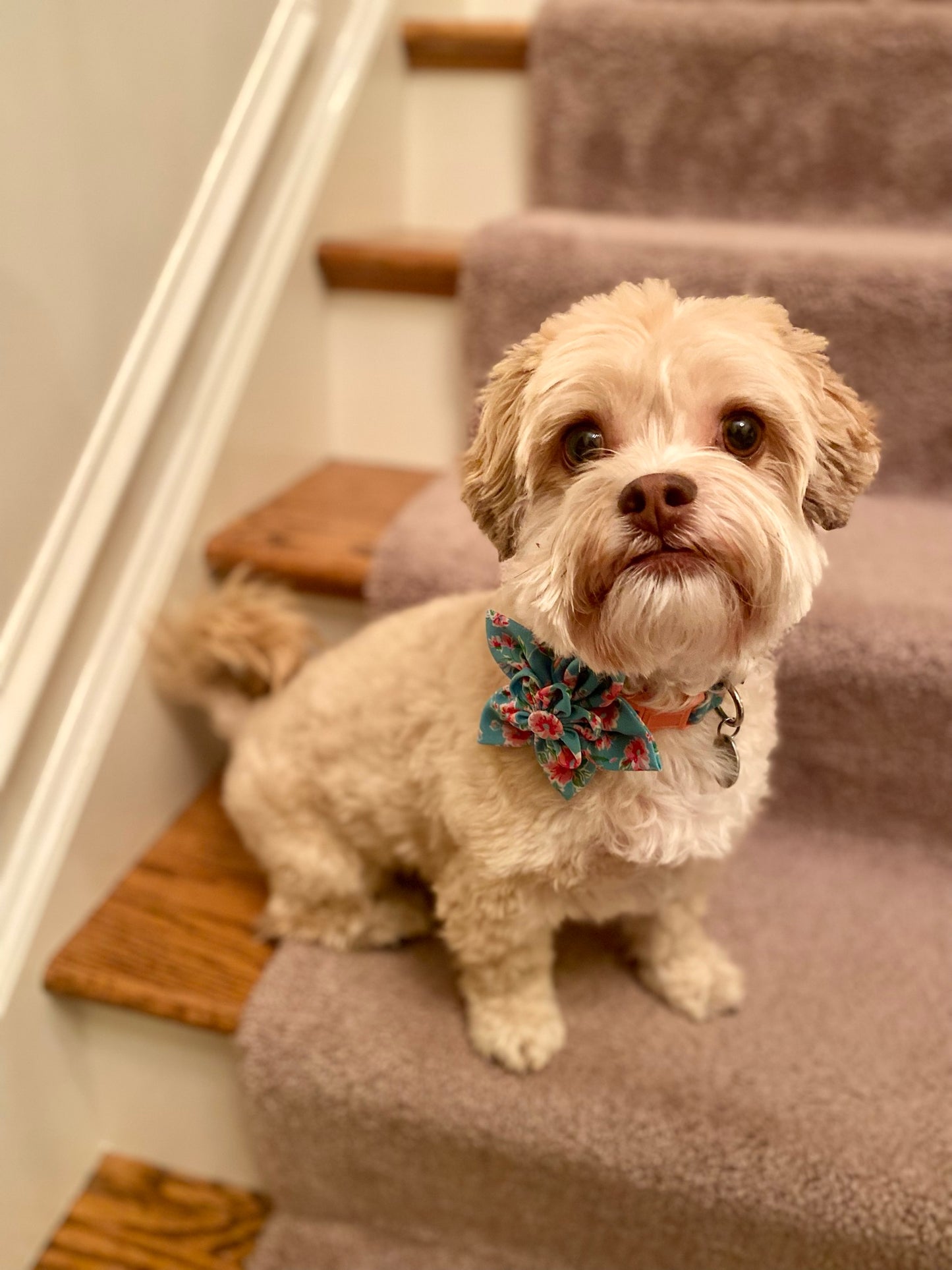 Floral Pet flower bow