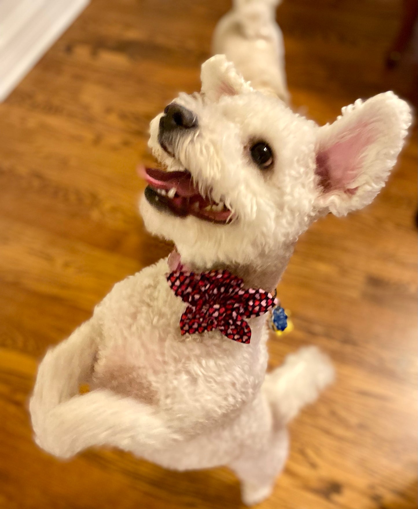 Valentine Pet flower bow red and pink hearts