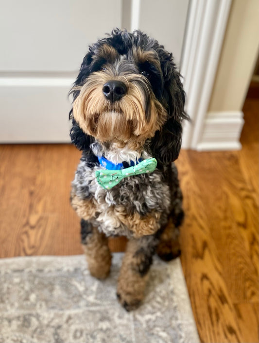 Golf ball and tee dog bow tie