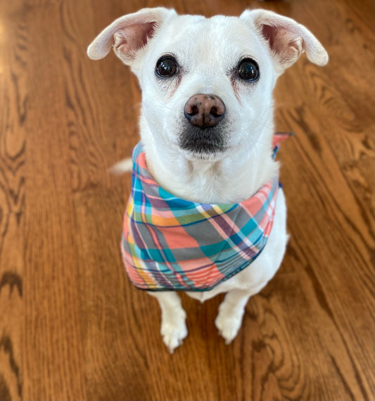 Peach, blue and purple Dog Bandana