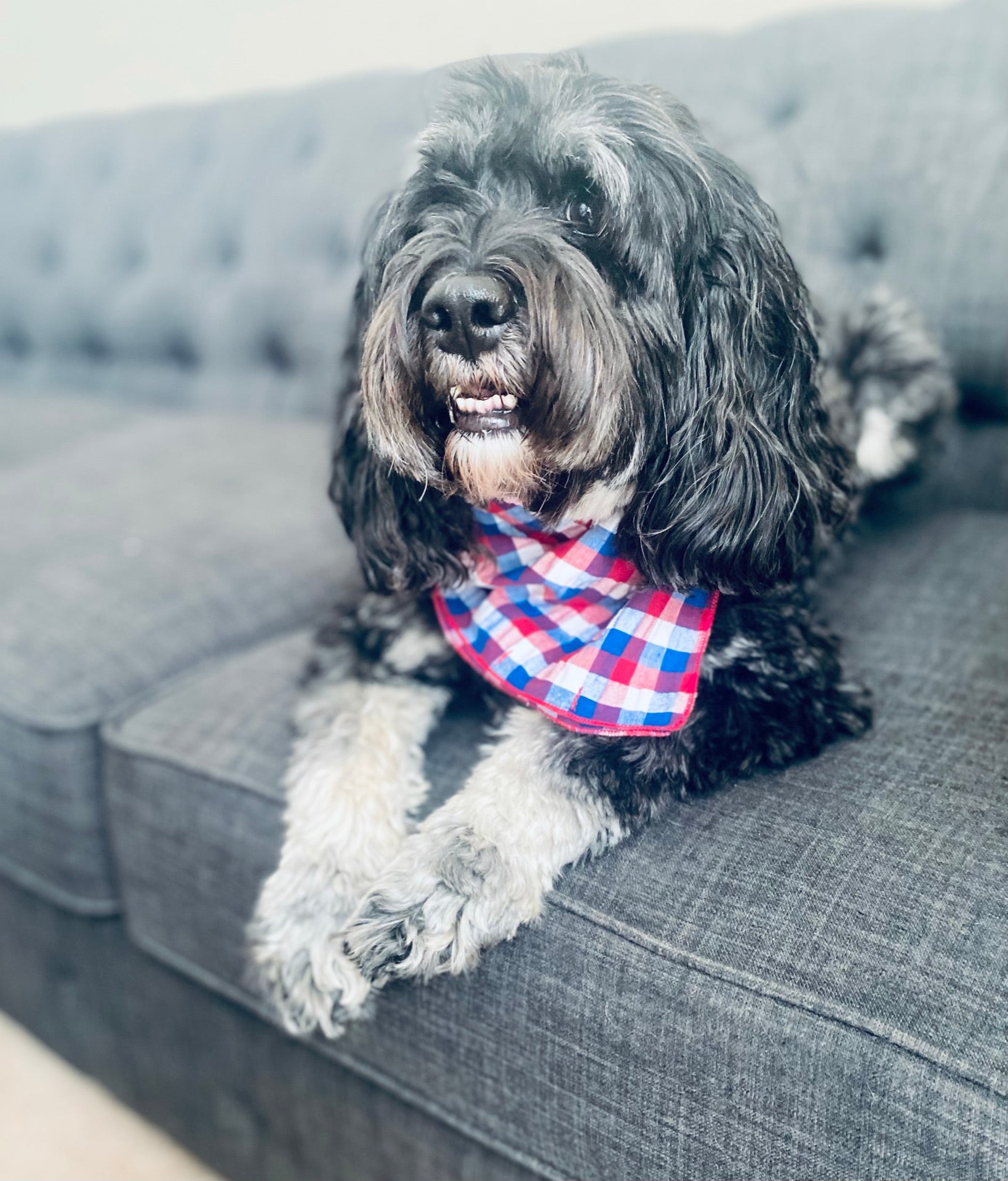Red white and blue dog bandana top