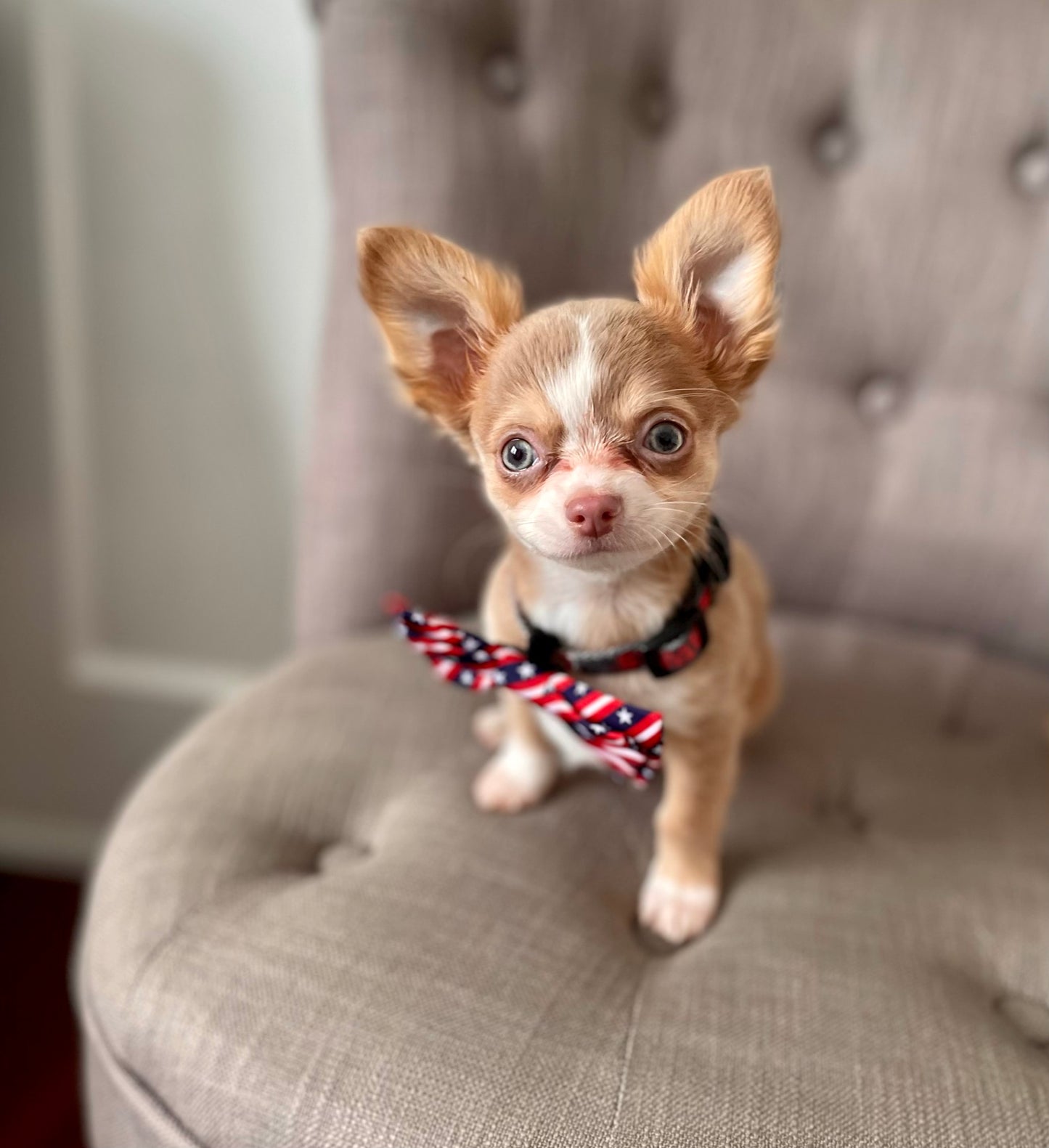 Worthy Dog - American Flag Pet Bow Tie