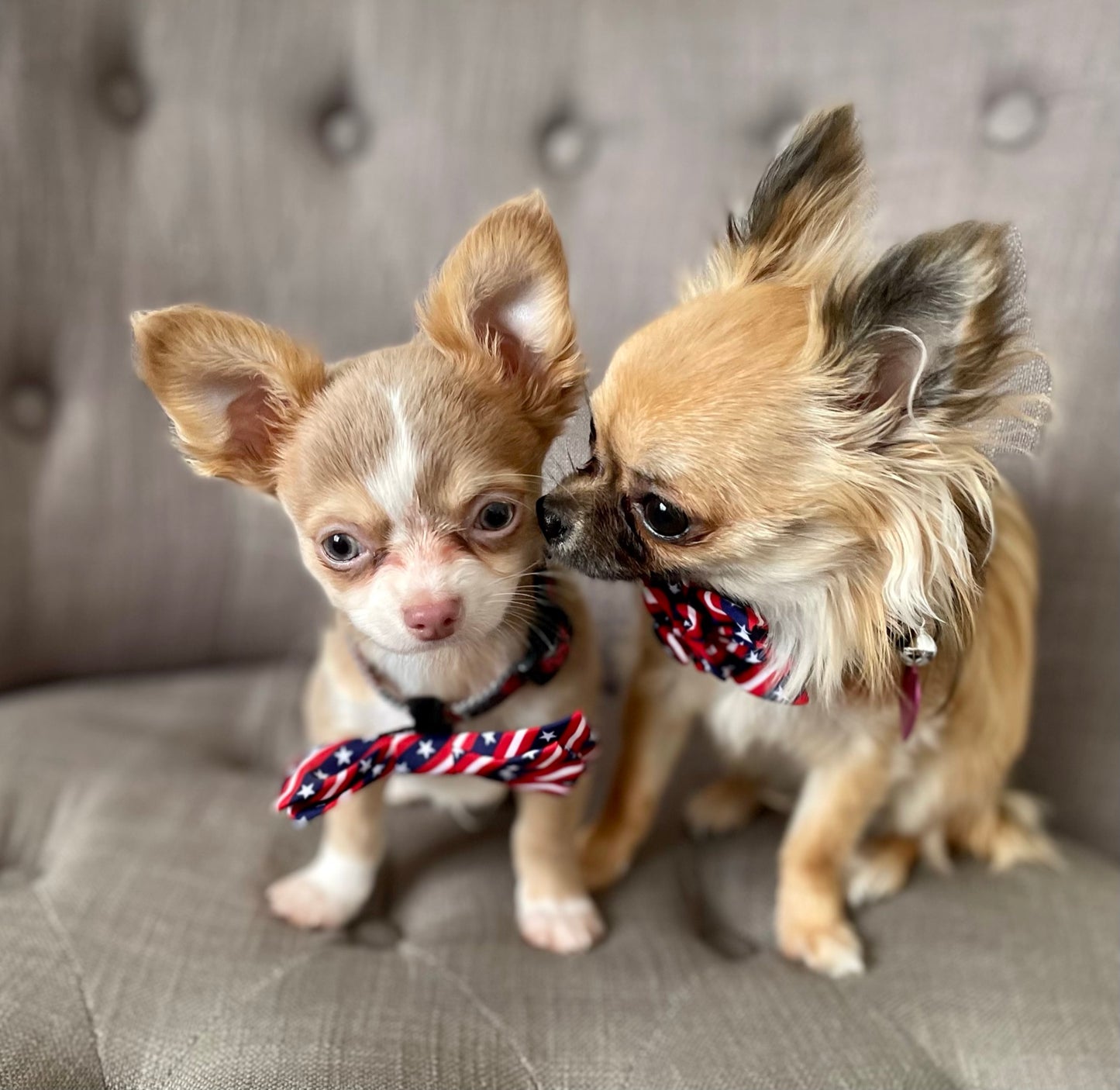 Worthy Dog - American Flag Flower Bow