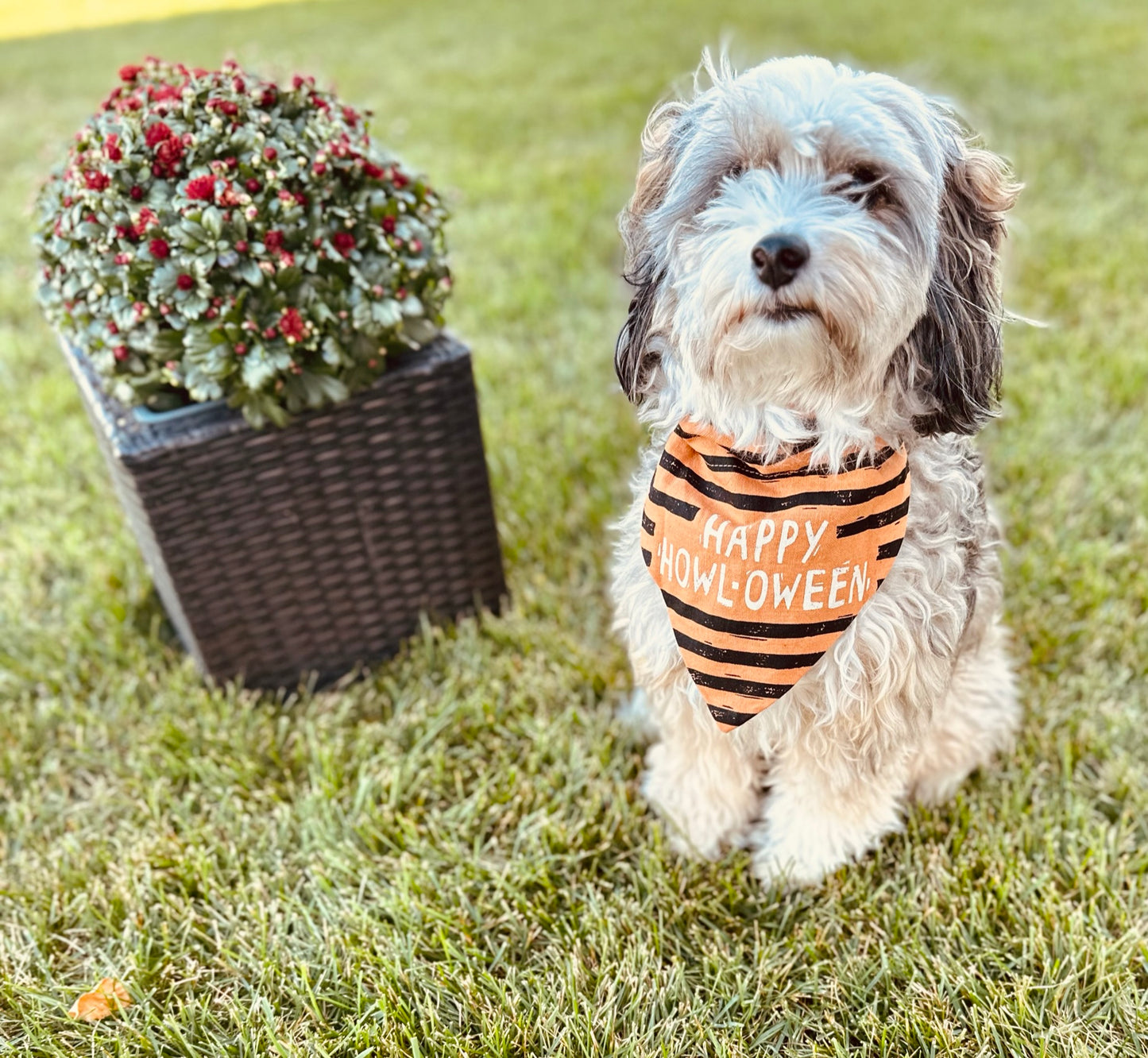 Collar Bandana - Will Do Tricks For Treats- Reversible