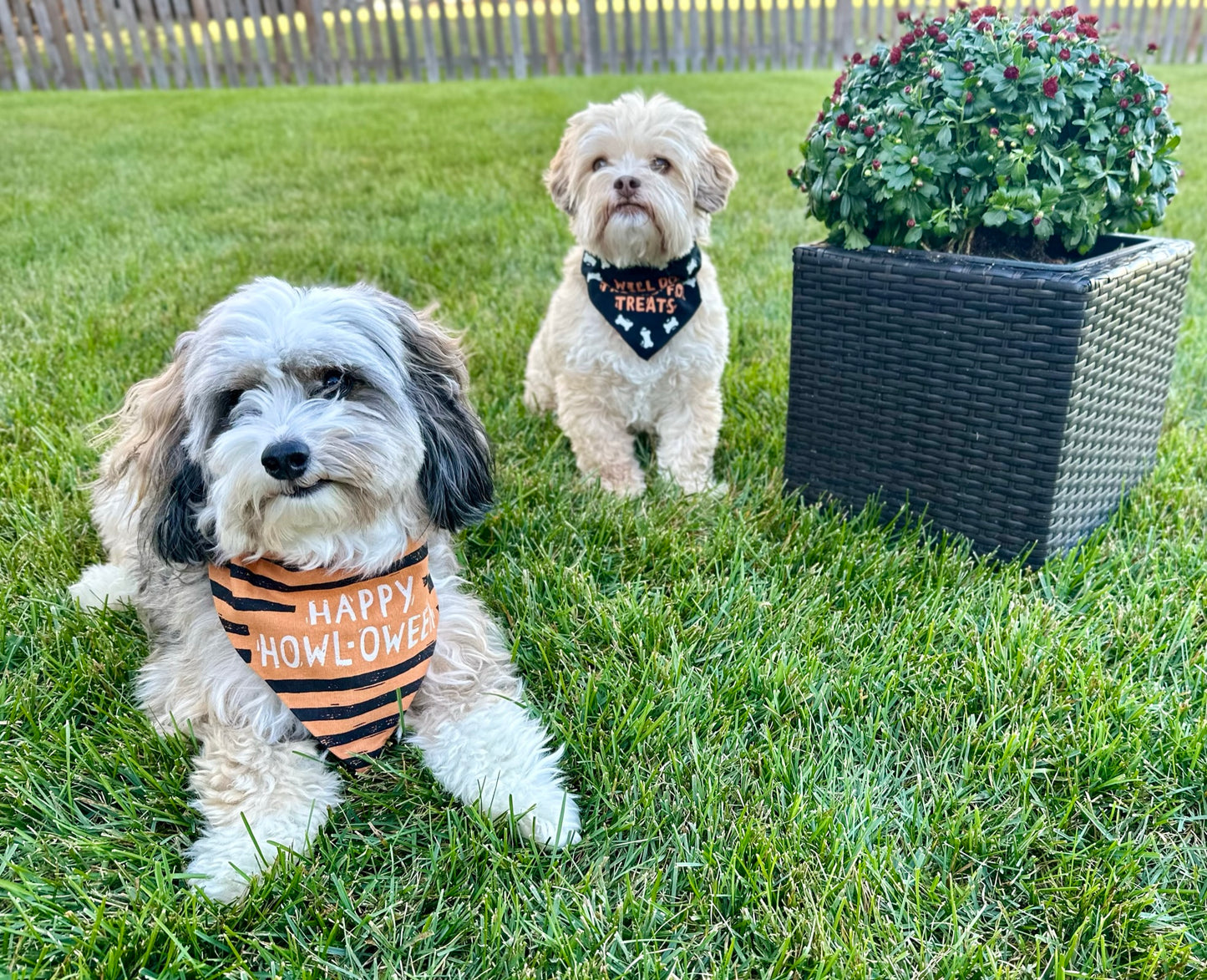 Collar Bandana - Will Do Tricks For Treats- Reversible